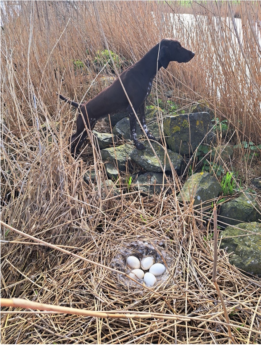 Broedvrijhouden projectlocatie