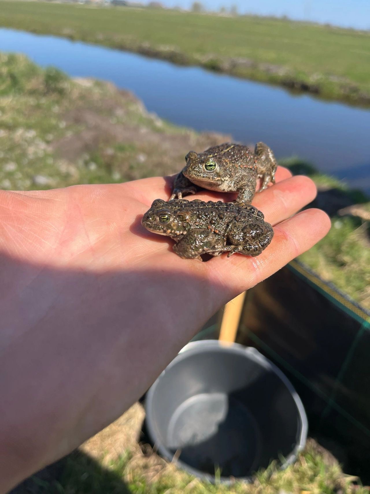 Rugstreeppad afvangen voor bouwproject